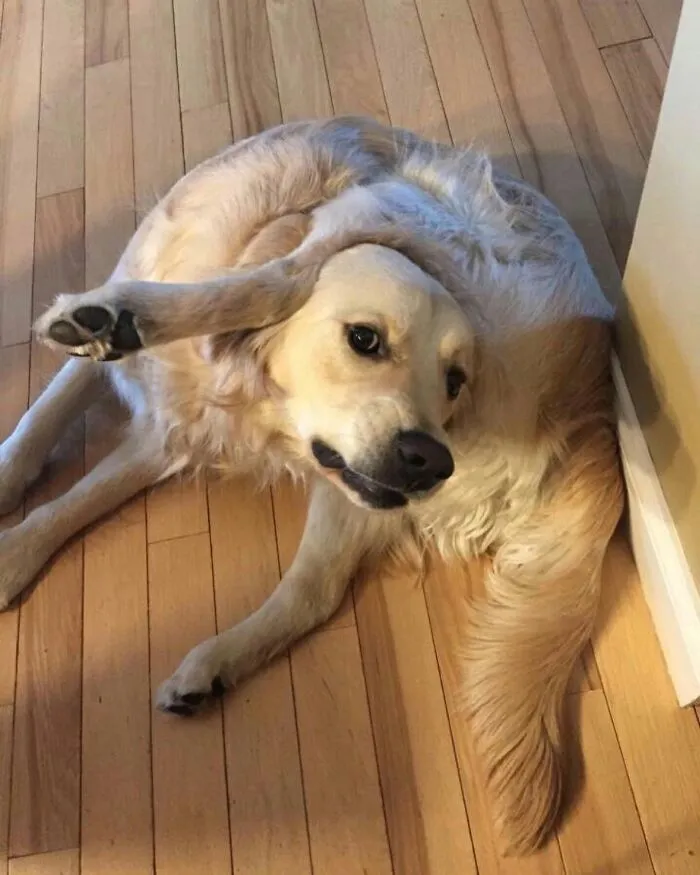 A hilarious dog photo of a golden retriever contorted in an unusual and flexible pose on a wooden floor, looking playfully at the camera.