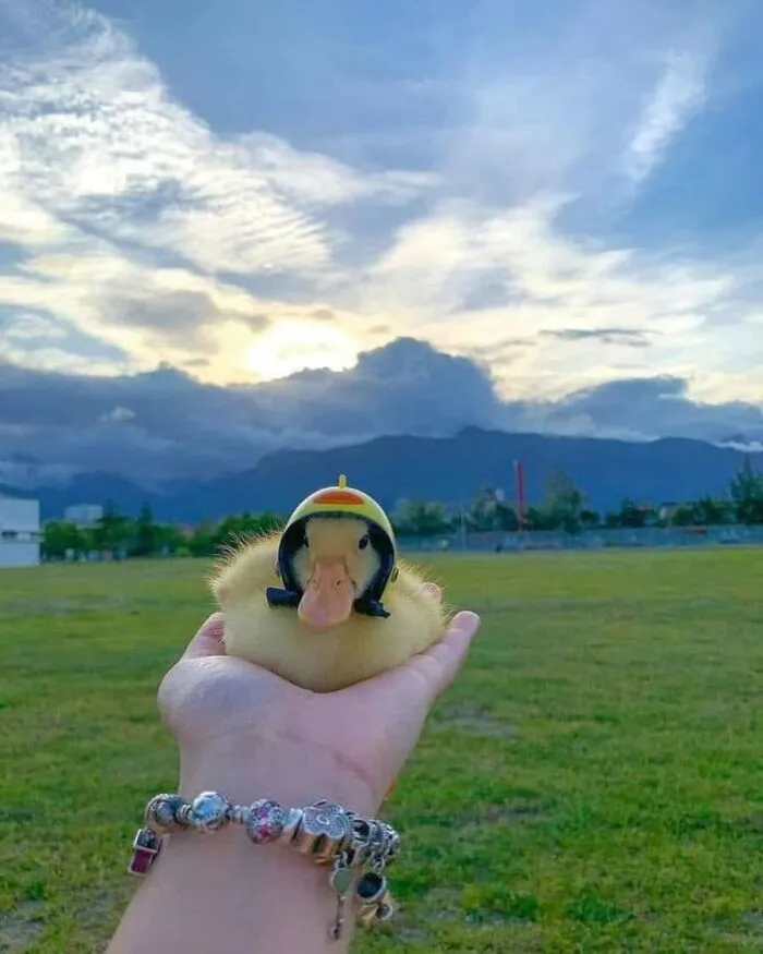 31 Funny Animal Encounters Shared By This Page That Would Sound Fake If Not Caught On Camera