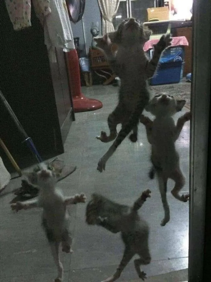 31 Funny Animal Encounters Shared By This Page That Would Sound Fake If Not Caught On Camera