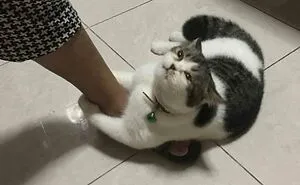 “Important Animal Images” Shared 33 New Cat Pics Full Of Chaos, Cuteness, And Comedy