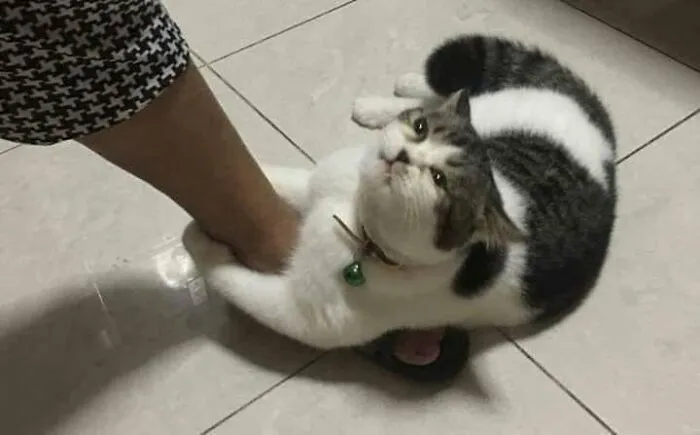 30 Hilarious Cat Photos From “Important Animal Images” That Prove Cats Secretly Run The Internet (New Pics)