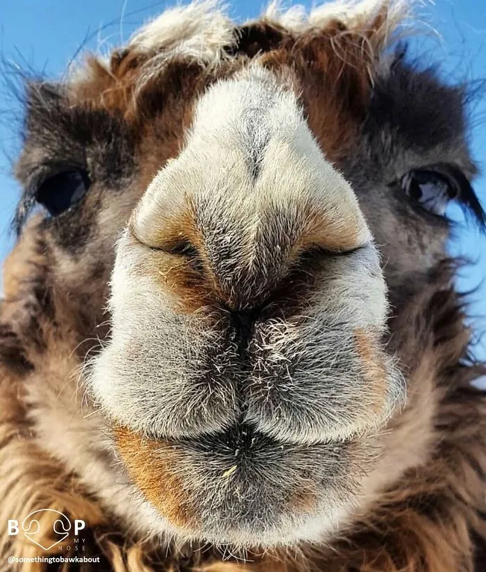 This Page Shared 60 Funny Animal Photos That Might Make You Want To Boop Every Nose