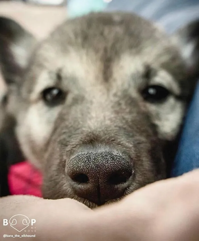 This Page Shared 60 Funny Animal Photos That Might Make You Want To Boop Every Nose