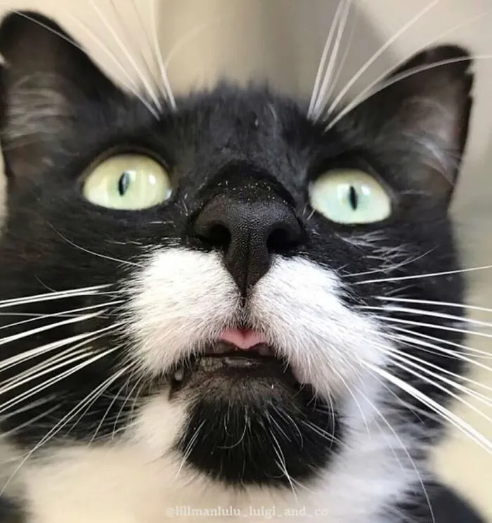 This Page Shared 60 Funny Animal Photos That Might Make You Want To Boop Every Nose