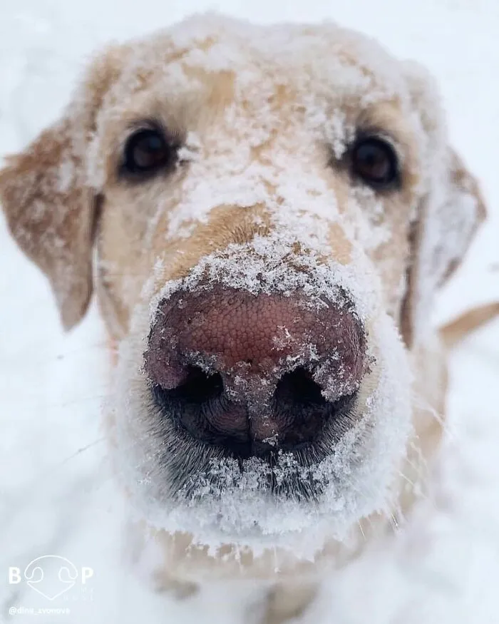 This Page Shared 60 Funny Animal Photos That Might Make You Want To Boop Every Nose