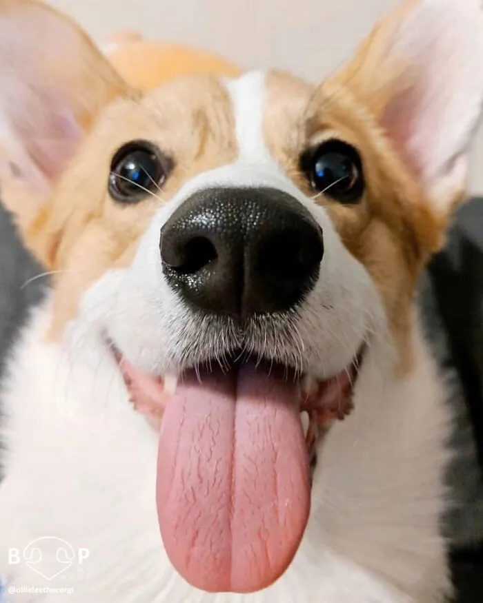 This Page Shared 60 Funny Animal Photos That Might Make You Want To Boop Every Nose