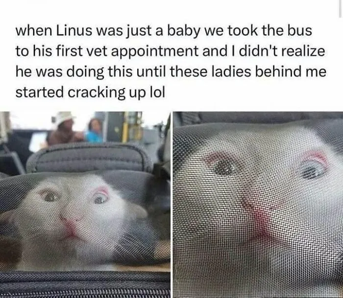49 Hilarious Memes That Perfectly Capture What It’s Like To Share A Home With Cats