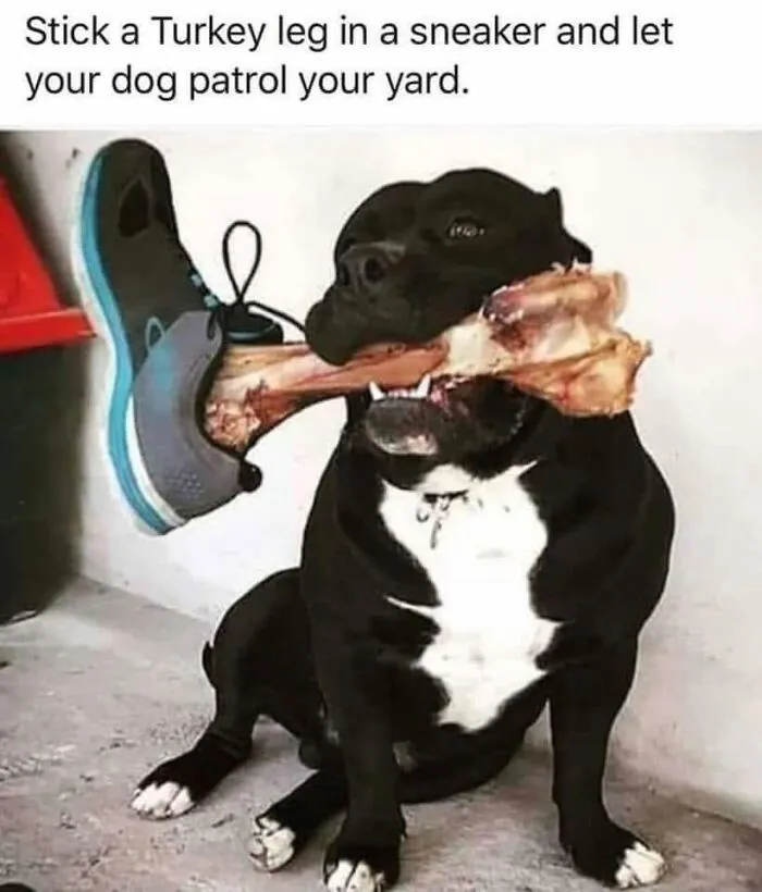 49 Funny Memes Shared By “Dog Memes Galore” That Pet Owners Might Relate To