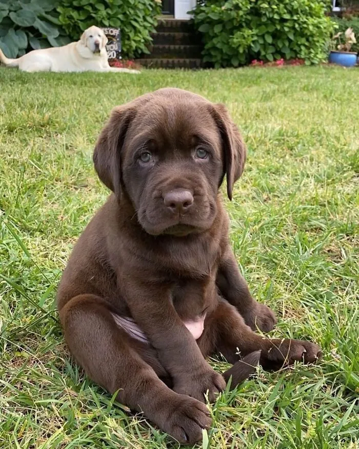 40 Hilarious And Heartwarming Dog Photos That Stole The Internet’s Heart