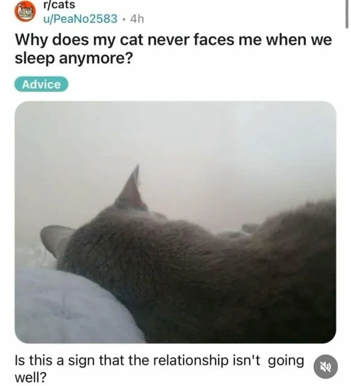 Hilarious memes portraying a cat sleeping with its back to the owner, sparking a question about their relationship.