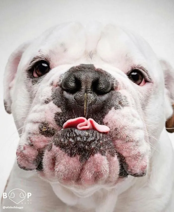 This Page Shared 60 Funny Animal Photos That Might Make You Want To Boop Every Nose