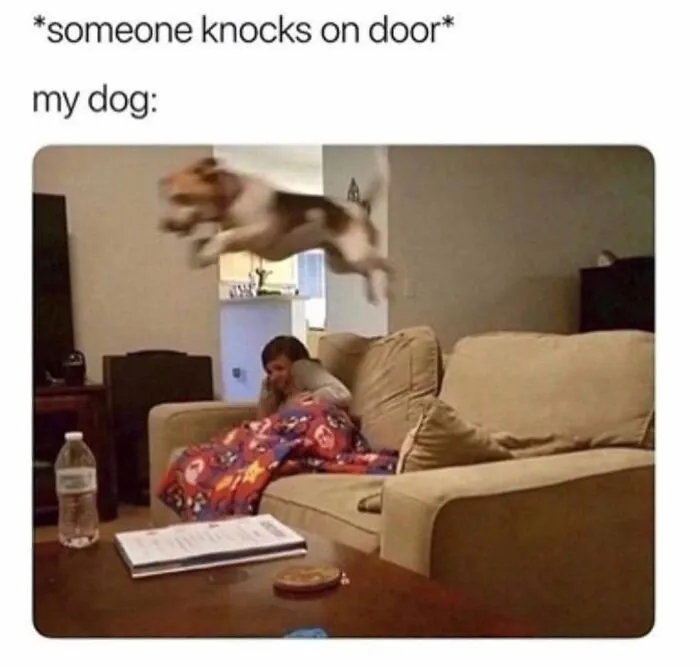 49 Funny Memes Shared By “Dog Memes Galore” That Pet Owners Might Relate To