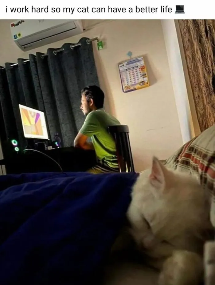 49 Hilarious Memes That Perfectly Capture What It’s Like To Share A Home With Cats
