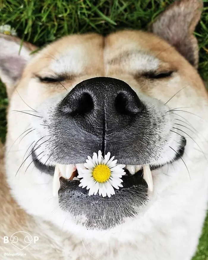 This Page Shared 60 Funny Animal Photos That Might Make You Want To Boop Every Nose