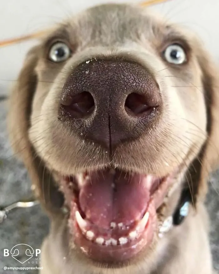 This Page Shared 60 Funny Animal Photos That Might Make You Want To Boop Every Nose