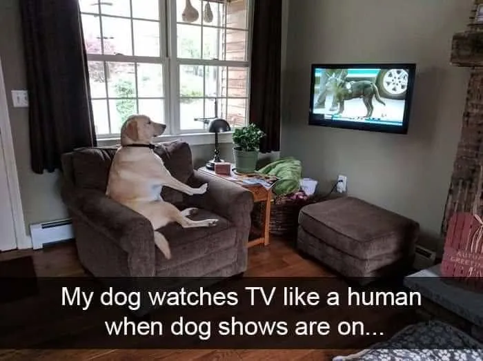 49 Funny Memes Shared By “Dog Memes Galore” That Pet Owners Might Relate To