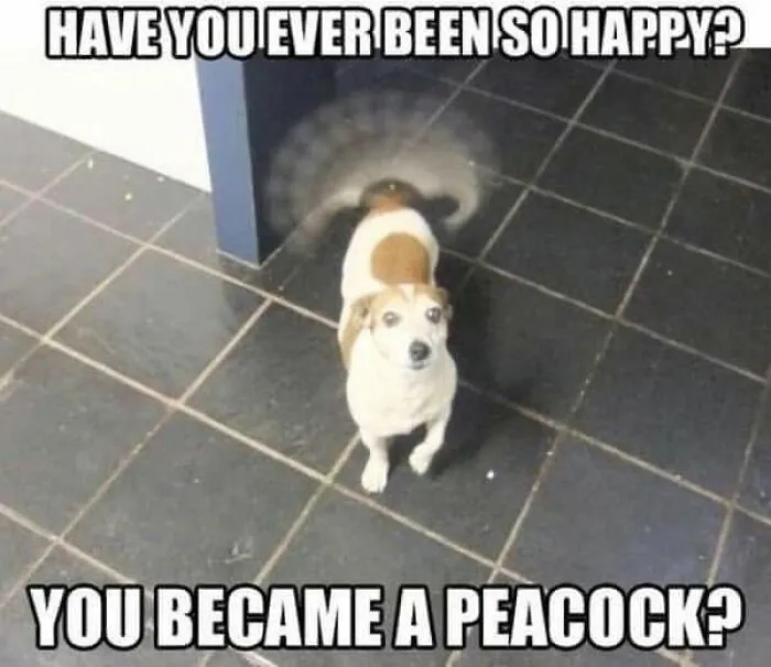 49 Funny Memes Shared By “Dog Memes Galore” That Pet Owners Might Relate To