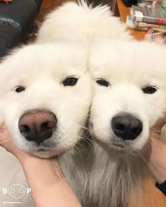 This Page Shared 60 Funny Animal Photos That Might Make You Want To Boop Every Nose