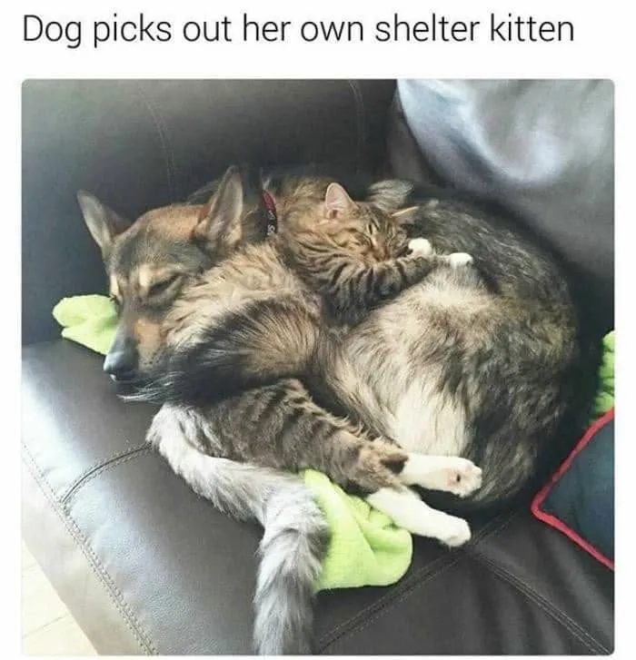 49 Funny Memes Shared By “Dog Memes Galore” That Pet Owners Might Relate To