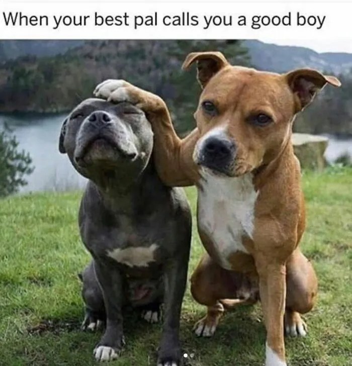 49 Funny Memes Shared By “Dog Memes Galore” That Pet Owners Might Relate To