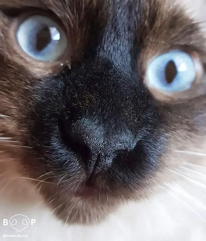 This Page Shared 60 Funny Animal Photos That Might Make You Want To Boop Every Nose
