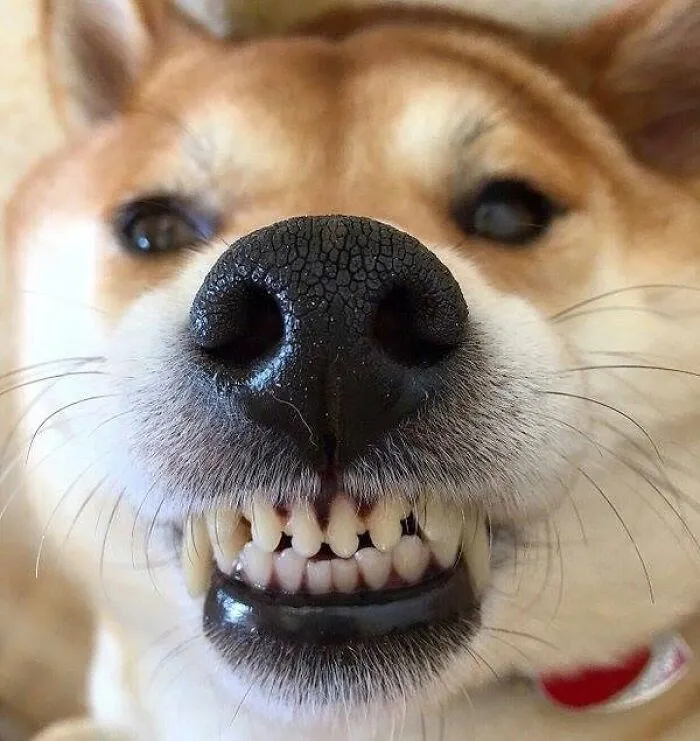 This Page Shared 60 Funny Animal Photos That Might Make You Want To Boop Every Nose