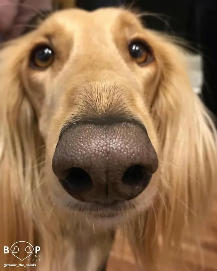 This Page Shared 60 Funny Animal Photos That Might Make You Want To Boop Every Nose