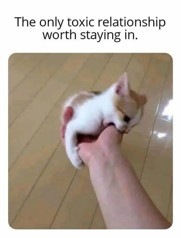 49 Hilarious Memes That Perfectly Capture What It’s Like To Share A Home With Cats