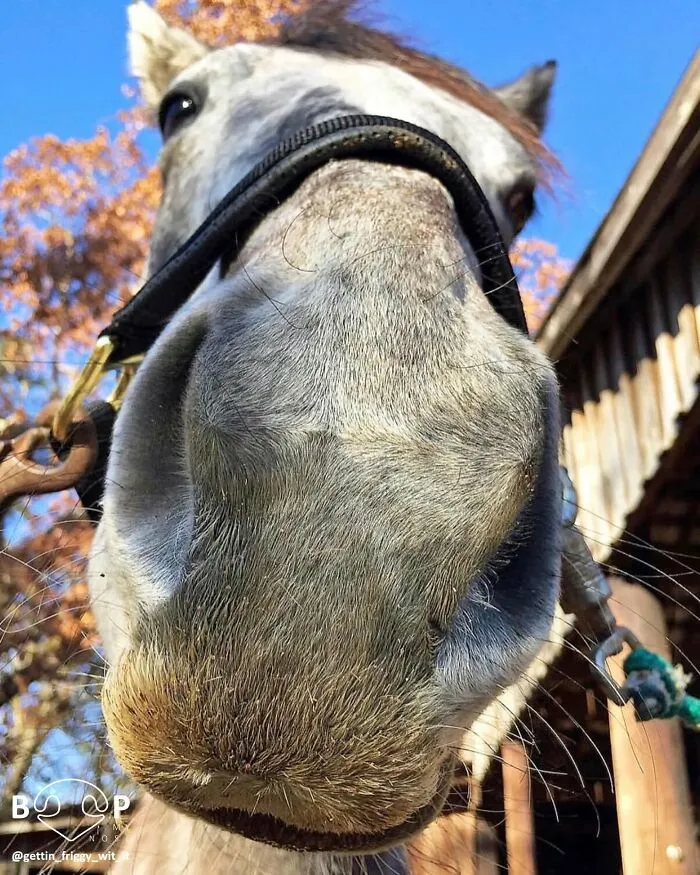 This Page Shared 60 Funny Animal Photos That Might Make You Want To Boop Every Nose