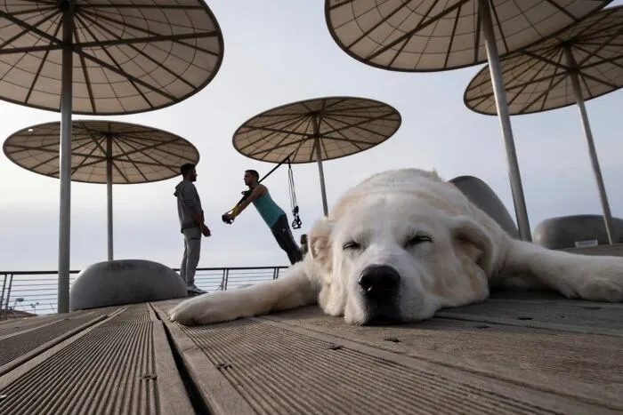47 Perfectly Timed Candid Dog Photos By This Street Photographer