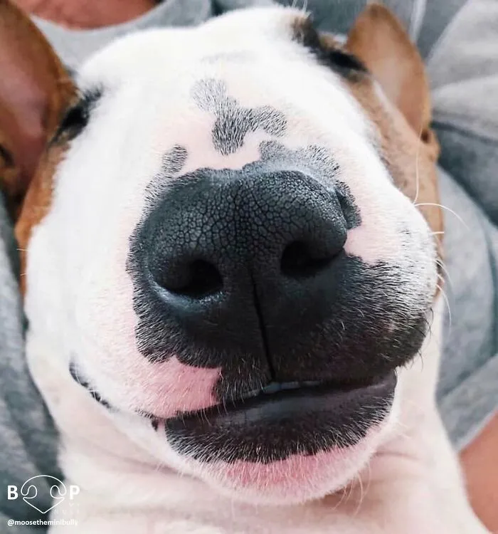 This Page Shared 60 Funny Animal Photos That Might Make You Want To Boop Every Nose