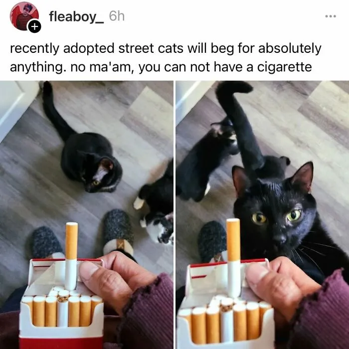 A funny cat meme featuring a black cat intently looking at a cigarette pack, showcasing hilarious memes about cats.