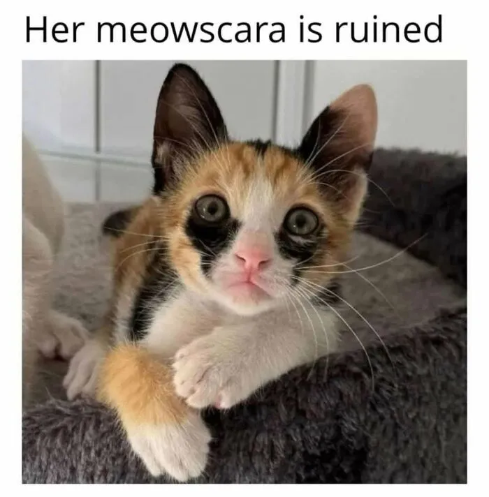 49 Hilarious Memes That Perfectly Capture What It’s Like To Share A Home With Cats