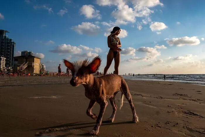 47 Perfectly Timed Candid Dog Photos By This Street Photographer