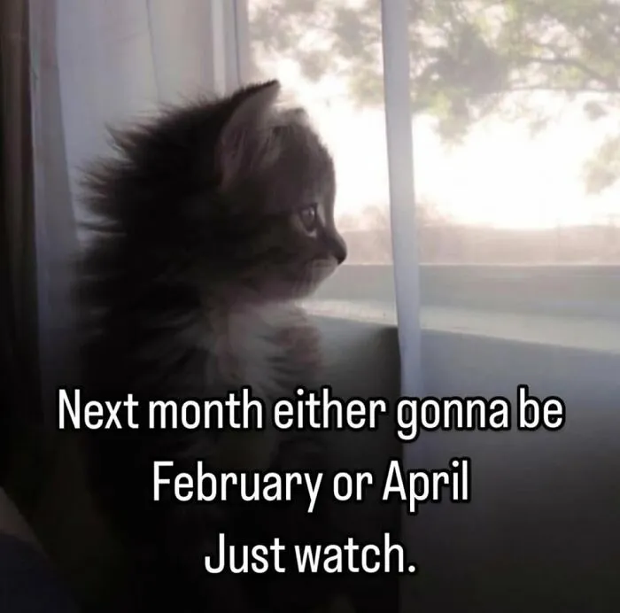 A fluffy kitten with messy fur gazing out a window, captioned 'Next month either gonna be February or April. Just watch,' about shared home with cats.