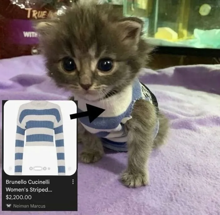 Hilarious cat memes featuring a kitten wearing a designer sweater, capturing what it is like to share a home with cats.