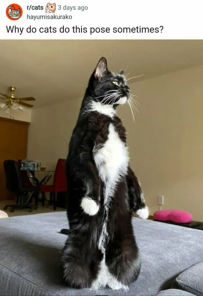 A black and white cat standing on its hind legs on a couch, looking to the side, showcasing humorous memes of cats.