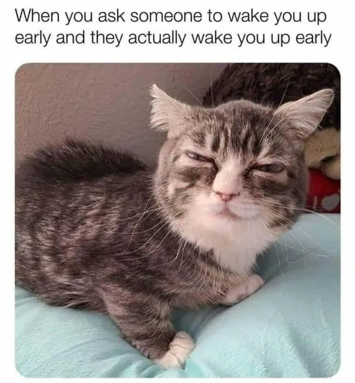 49 Hilarious Memes That Perfectly Capture What It’s Like To Share A Home With Cats