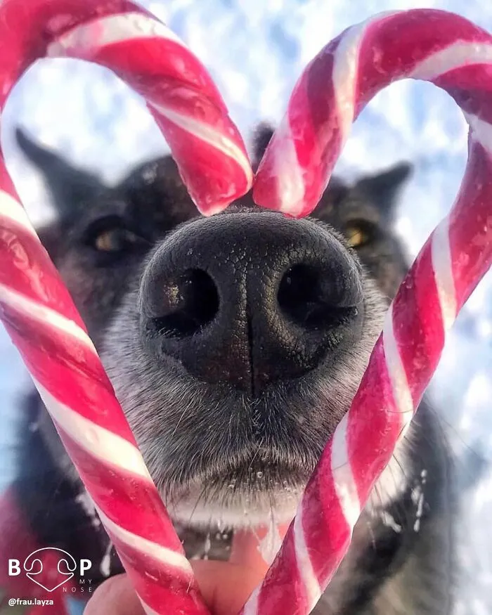 This Page Shared 60 Funny Animal Photos That Might Make You Want To Boop Every Nose