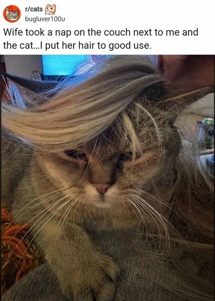 Hilarious cat memes featuring a cat with human hair, capturing what it is like to share a home with cats.