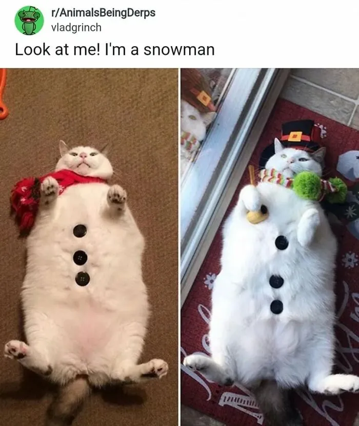 49 Hilarious Memes That Perfectly Capture What It’s Like To Share A Home With Cats