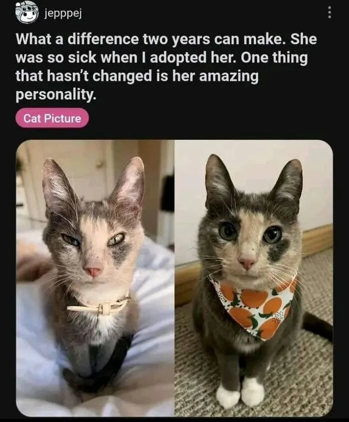 49 Hilarious Memes That Perfectly Capture What It’s Like To Share A Home With Cats
