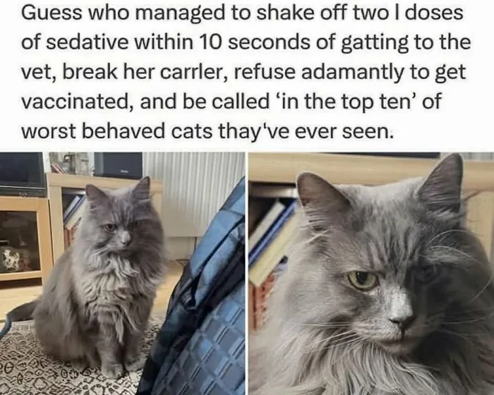 49 Hilarious Memes That Perfectly Capture What It’s Like To Share A Home With Cats