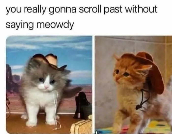 Two adorable kittens in cowboy hats, asking Meowdy, in a hilarious cat meme that perfectly captures sharing a home with cats.