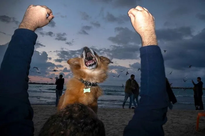 47 Perfectly Timed Candid Dog Photos By This Street Photographer