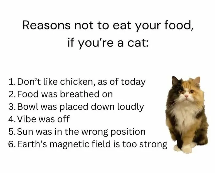 49 Hilarious Memes That Perfectly Capture What It’s Like To Share A Home With Cats