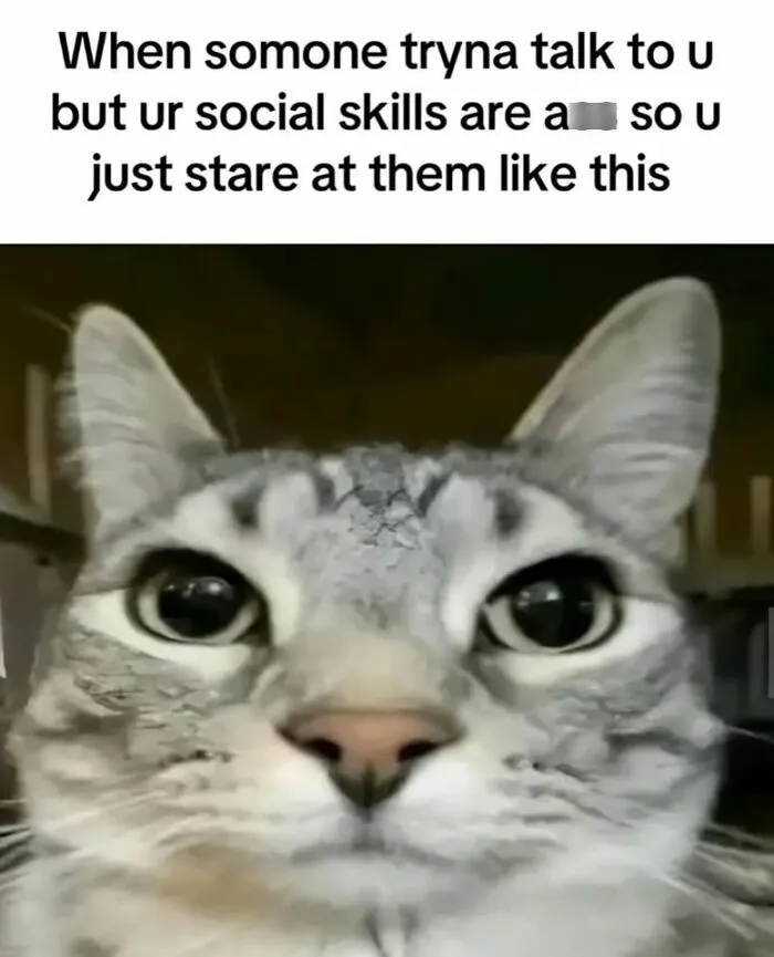 Hilarious cat meme of a close-up of a cat staring, capturing what it is like to share a home with cats.