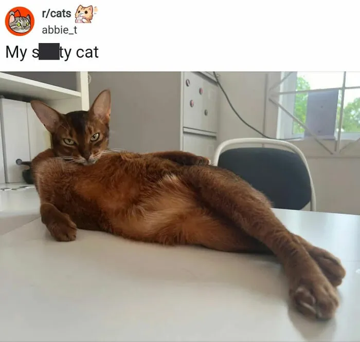 49 Hilarious Memes That Perfectly Capture What It’s Like To Share A Home With Cats