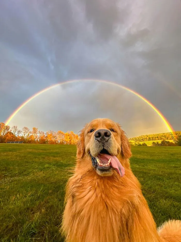 40 Hilarious And Heartwarming Dog Photos That Stole The Internet’s Heart
