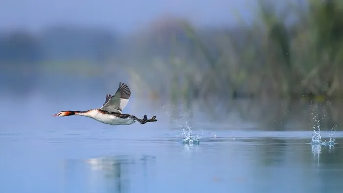 “Great Crested Grebe”